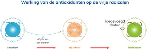 Grafische weergave van de werking van antioxidanten zoals vitamine E ter bescherming van cellen tegen vrije radicalen.