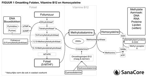 Schema dat de relatie tussen homocysteïne, methylering en de rol van foliumzuur en vitamine B12 illustreert.