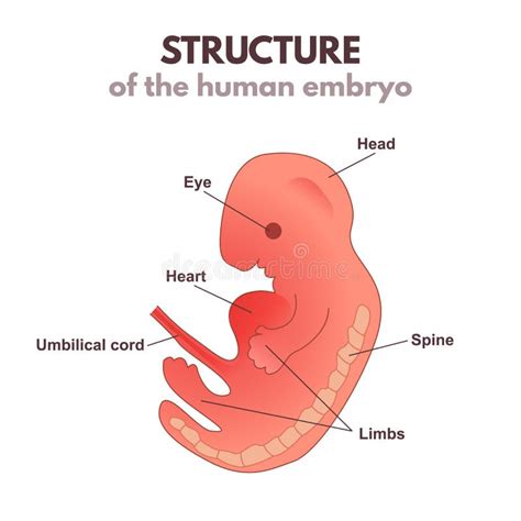 illustratie van een embryo