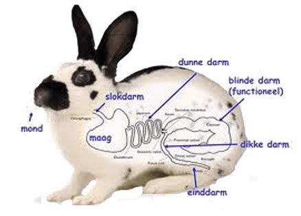 Illustratie van het spijsverteringsstelsel van een konijn met uitleg over vergiftigingsreacties