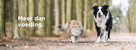 Illustratie van een hond en kat met de vraag hoe oud ze zijn in 