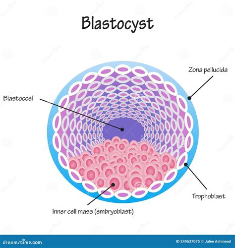Illustratie van een blastocyst met de buitenste cellaag en het binnenste klompje cellen