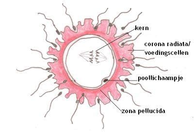 Illustratie van de klievingsdelingen van een bevruchte eicel