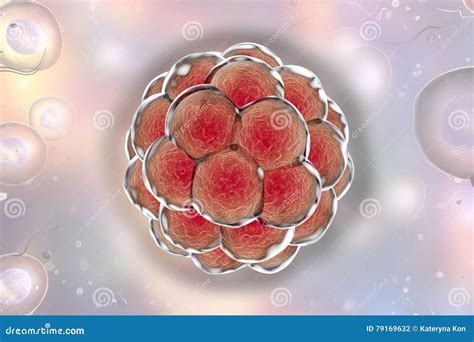 Illustratie die mosaïcisme in embryo-cellen weergeeft