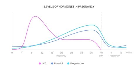 Illustratie die de hormonale veranderingen tijdens het eerste trimester van de zwangerschap toont, met focus op hCG, progesteron en oestrogeen.