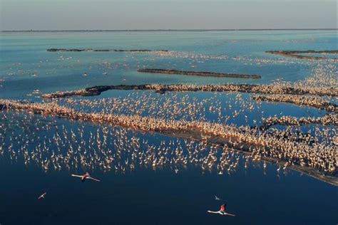 Flamingo's in Nationaal park Po Delta