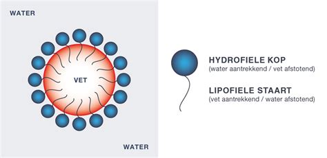 Schema dat de verdeling van hydrofiele en lipofiele medicijnen in het lichaam illustreert, met nadruk op de verschillen bij obesitas.