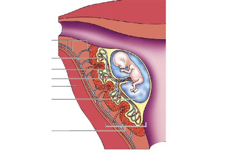 Illustratie van een baby van 35 weken in de baarmoeder, met nadruk op de ontwikkelde organen en de hoofdligging.