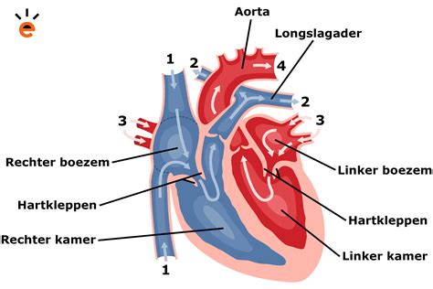 Illustratie van een menselijk hart met de verschillende kamers en boezems.