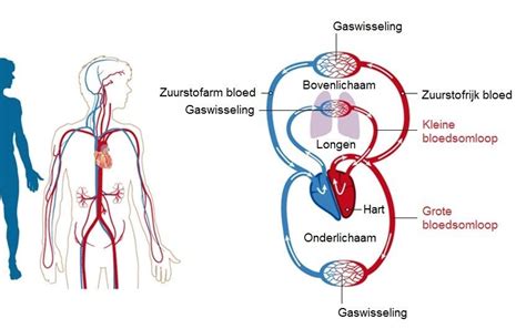 Schema dat de bloedsomloop van een foetus vergelijkt met de bloedsomloop na de geboorte.