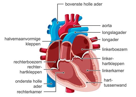 Illustratie van een chirurgische ingreep waarbij het hart van een baby met ectopia cordis wordt teruggeplaatst in de borstkas.