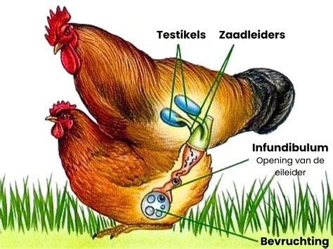 Illustratie van de terugtrekmethode waarbij de penis uit de vagina wordt teruggetrokken.