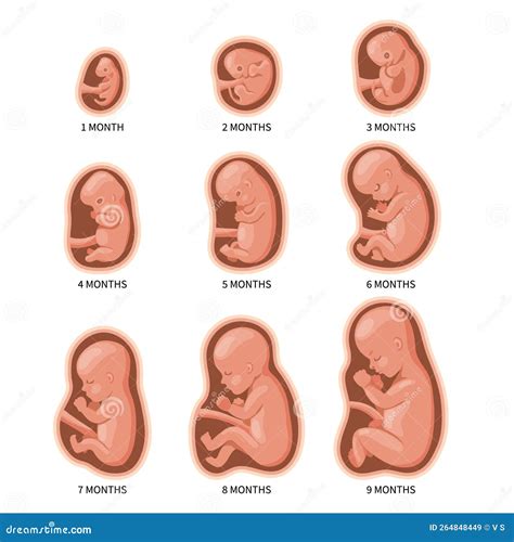Illustratie van een foetus die zich ontwikkelt in de baarmoeder tijdens de vierde maand van de zwangerschap.