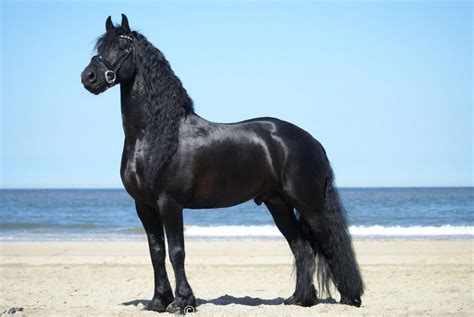 Illustratie van een imposant Fries paard met kenmerkende zwarte vacht en manen