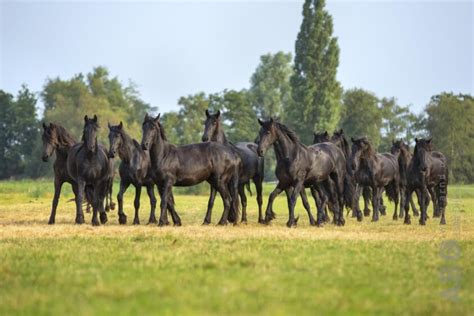 Infographic die de afname van het aantal Friese paarden in de 20e eeuw laat zien
