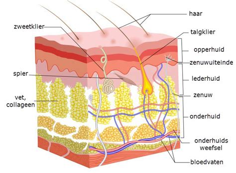 schema van de talgklieren in de huid en hun functie