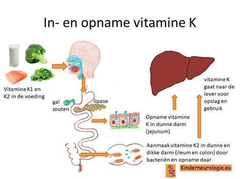 Schema dat de verschillende methoden van vitamine K-toediening vergelijkt.