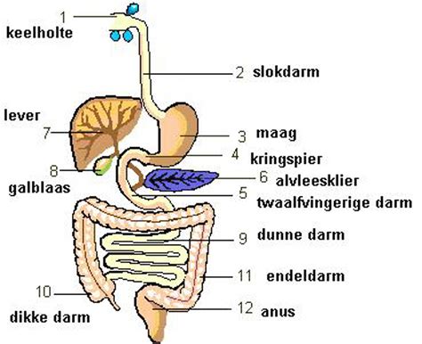 schema van baby's spijsverteringsstelsel