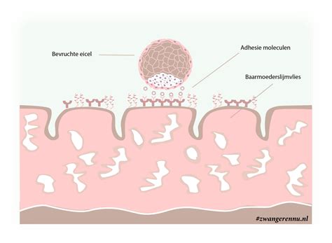 Illustratie van de innesteling van een bevruchte eicel in de baarmoederwand.