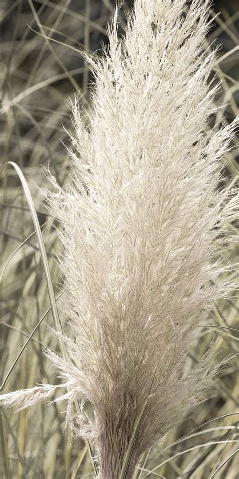 Een weelderige pol pampasgras met grote, zilverwitte pluimen in een zonnige tuin.