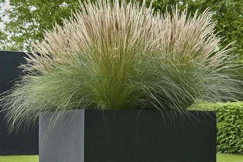 Pampasgras in een grote, moderne bloembak op een terras.