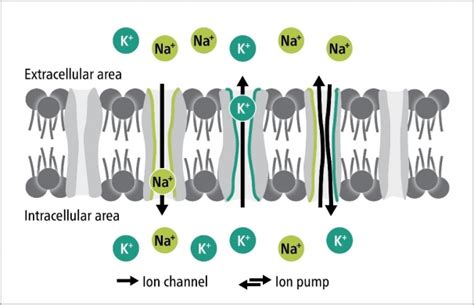 Diagram van de natrium-kaliumpomp en de rol van kalium in de cel.