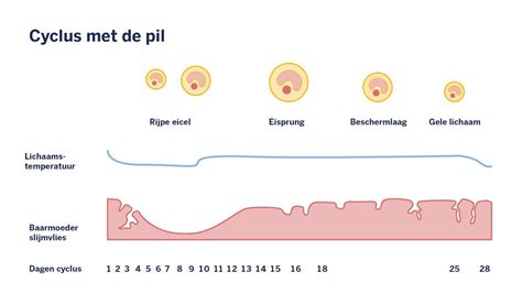 Infographic die de hormoonspiegels en de bijbehorende smileys van de Clearblue Ovulatietest weergeeft