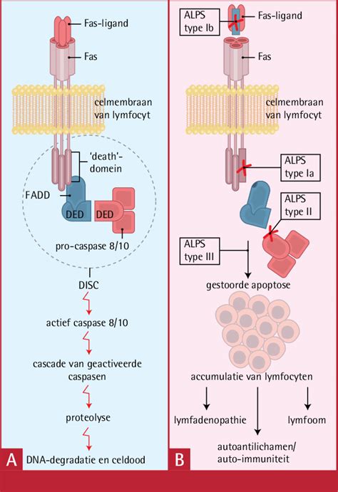 Schematische weergave van het vouwsysteem van een Cabino buggy