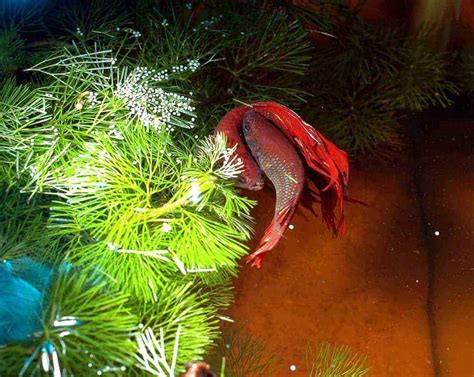 eieren_van_betta_vis_in_nest