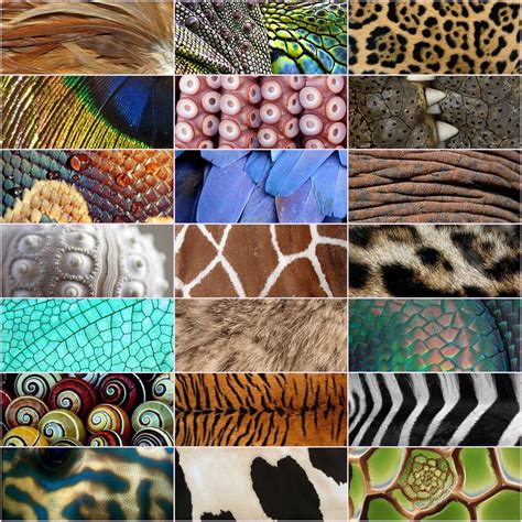 Verschillende soorten lamsvacht met diverse texturen en kleuren