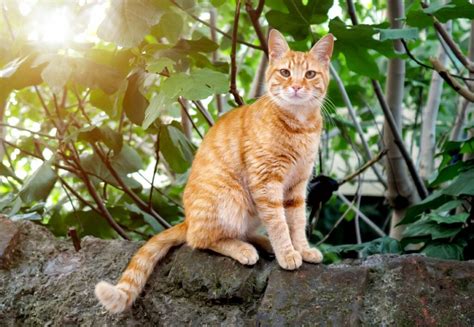 Foto van een kat die comfortabel in een kattenbuggy zit met een zicht op de omgeving