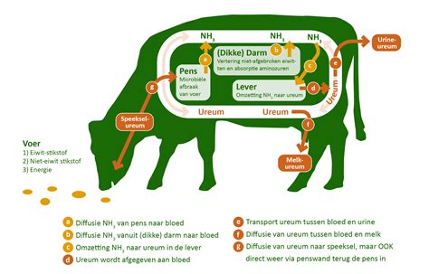 Schematische weergave van de risico's van voedselinfecties tijdens de zwangerschap, met focus op listeria en toxoplasma gondii.