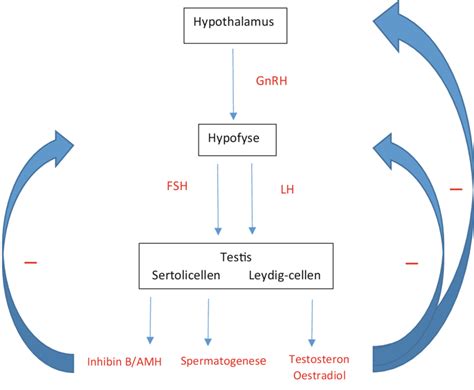 Illustratie van de hypothalamus-hypofyse-gonaden-as (HHG-as) en de interactie tussen deze organen bij de regulatie van de voortplanting.