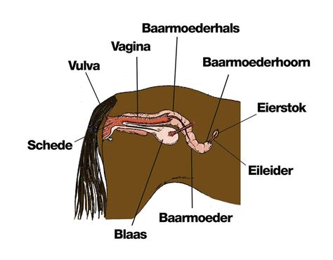Diagram van de voortplantingscyclus van een merrie, met de verschillende fasen en hormonale veranderingen.
