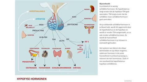 Grafische weergave van de hormoonhuishouding bij mannen, inclusief hypothalamus, hypofyse, testikels en de feedbackloop.
