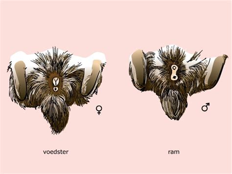 Foto's van de geslachtsdelen van een jonge ram en een jonge voedster, met duidelijke markeringen om de verschillen te illustreren.