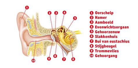 Infographic die de ontwikkeling van babyzintuigen toont, met nadruk op zicht en gehoor, en hoe een muziekmobiel hieraan bijdraagt.