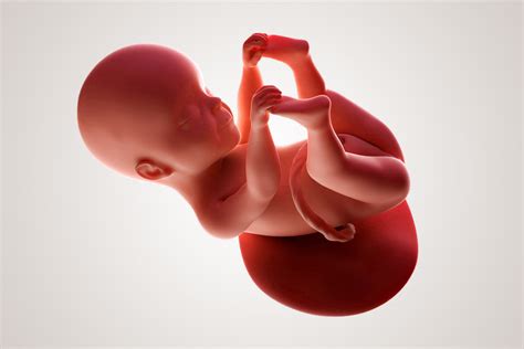 Illustratie van een foetus van 25 weken zwanger
