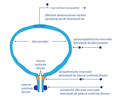 Schema van de uitwendige versie procedure