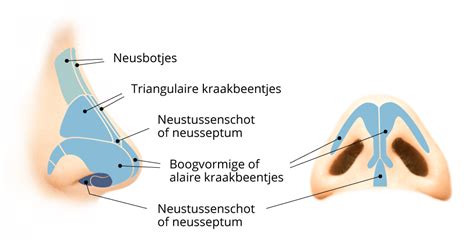 Illustratie van de anatomie van de neus en keel, met nadruk op de choanen.