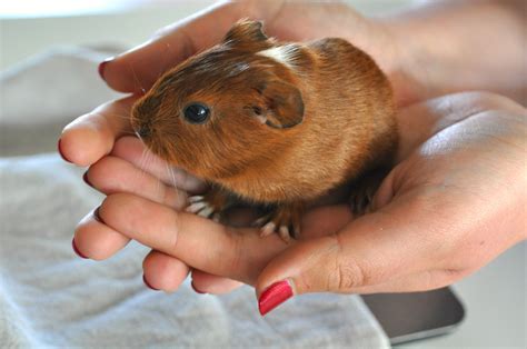 Illustratie van een pasgeboren cavia met vacht en open ogen.