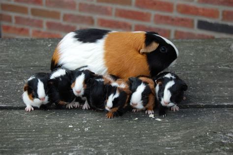 Een moeder cavia met haar jongen in het nest.