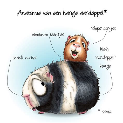 Illustratie van de anatomie van een cavia, met focus op de tepels.