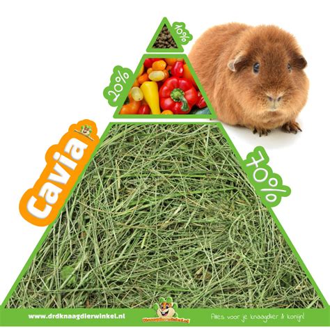 Infographic met de aanbevolen dagelijkse voeding voor cavia's.