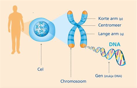 Illustratie van chromosomen en genen in een celkern.