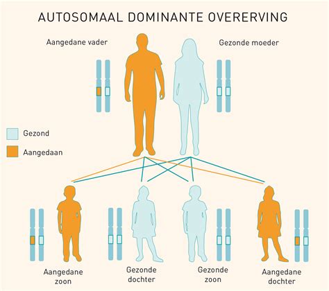 Schema van de overerving van hemofilie.