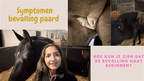 Grafiek die de herstelperiode van een merrie na bevalling weergeeft