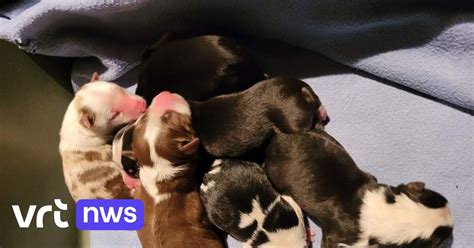 Een pasgeboren puppy die wordt schoongelikt door de moederhond.
