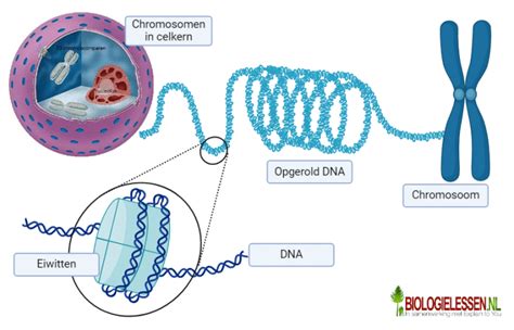 Illustratie van een chromosoom en een DNA-streng, symbolisch voor genetische aspecten van vruchtbaarheid.