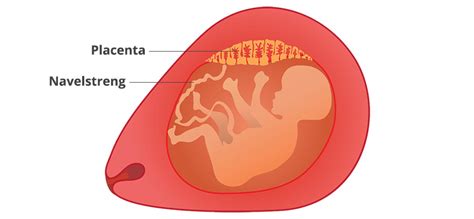 Een schematische weergave van de baarmoeder en de placenta tijdens de zwangerschap.